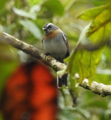 Ochthoeca rufipectoralis