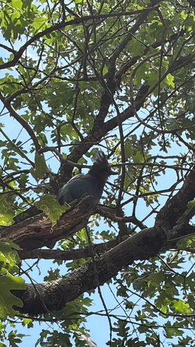 iNaturalist observation photo of Steller's Jay
