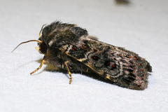 Proteuxoa rubripuncta