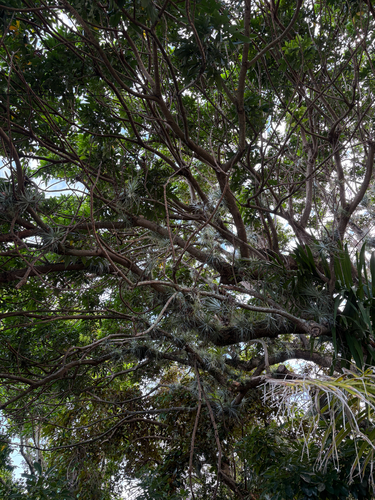 Tillandsia observed 2026-07-23