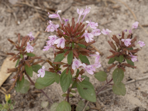 Hedeoma acinoides