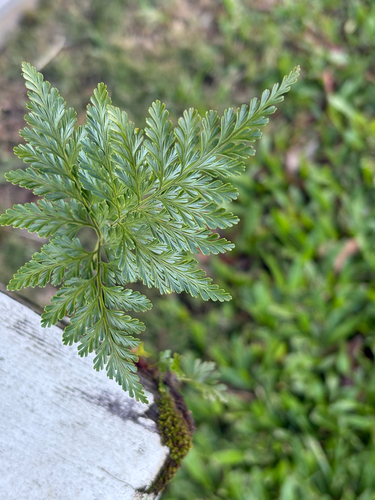 Davallia fejeensis observed 2026-07-23