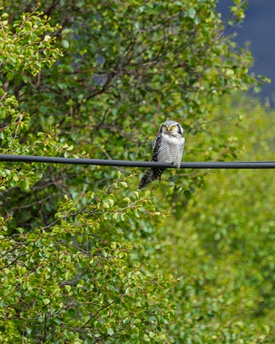 Northern Hawk Owl