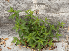 Brickellia cylindracea