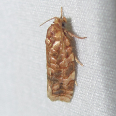 Choristoneura houstonana