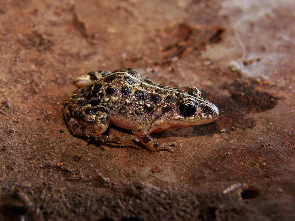 Cerrado Tropical Bullfrog