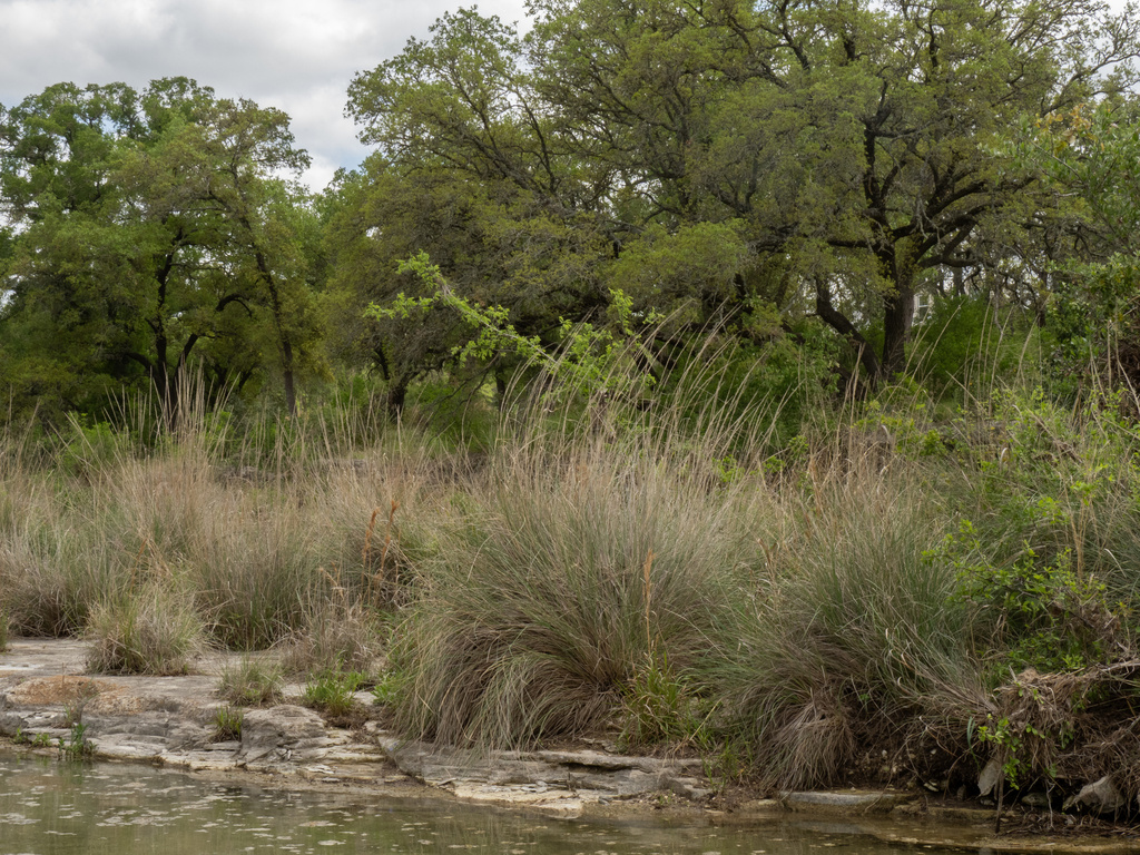 Muhlenbergia lindheimeri; photograph (c) Turner Brockman, some rights reserved (CC BY-SA)