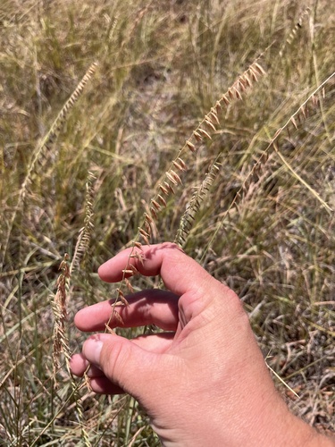 sideoats grama