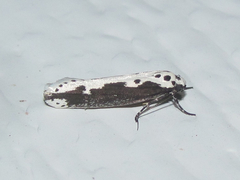 Ethmia semilugens