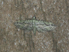 Eupithecia longidens