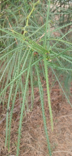 Mexican palo verde