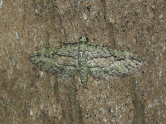 Eupithecia longidens