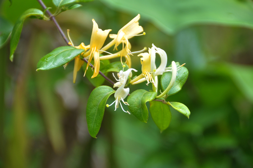 Lonicera image