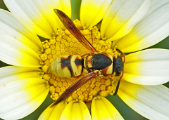 Euodynerus hidalgo viereckii