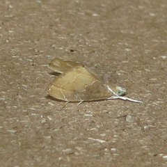 Glaphyria peremptalis