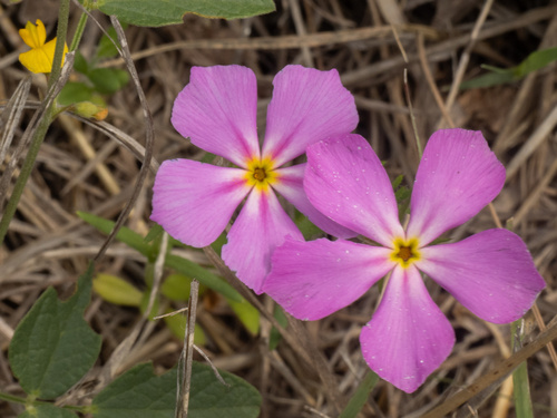 Phlox roemeriana, photograph 3
