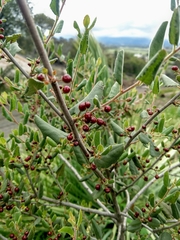 Rhamnus pilosa