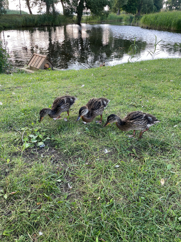 Mallard