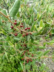 Rhamnus pilosa