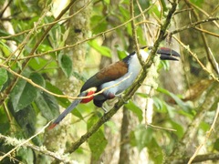 Andigena nigrirostris