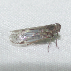 Melanoliarus aridus