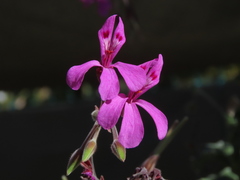Pelargonium odoratissimum