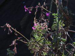 Pelargonium odoratissimum