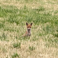 Red Fox