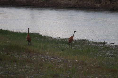 Sandhill Crane