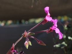 Pelargonium odoratissimum