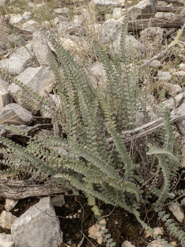 Hybrid Cloakfern