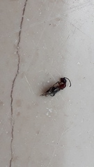 Anthelephila pedestris