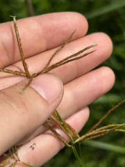 Cyperus articulatus, photograph (c) Cezanne Sanders, some rights reserved (CC BY)