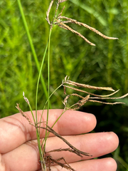 Cyperus articulatus