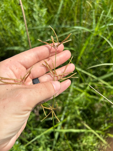 Cyperus articulatus, photograph 3
