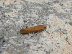 Ypsolopha