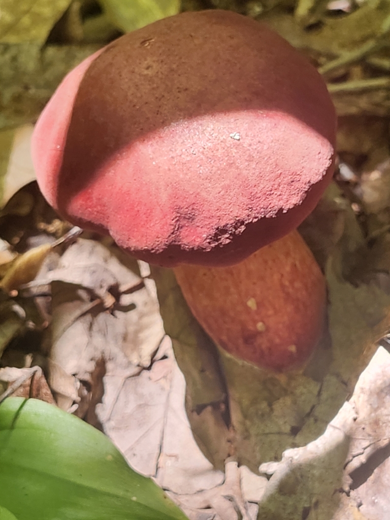two-colored bolete · July 2026 · photo: Photo: no rights reserved · iNaturalist
