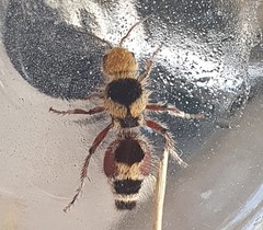 Dasymutilla monstrosa