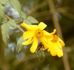 Bidens rubifolia