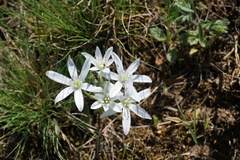 Ornithogalum sintenisii