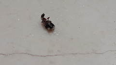 Anthelephila pedestris