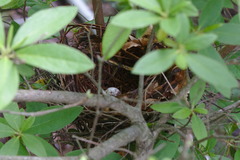Cardinalis cardinalis