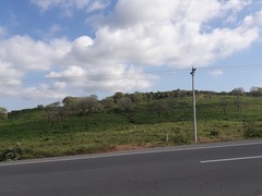 Ceiba trischistandra