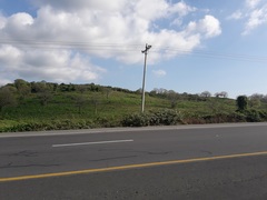 Ceiba trischistandra