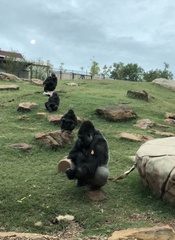Gorilla