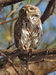 Glaucidium perlatum