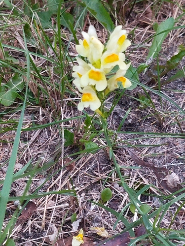 common toadflax