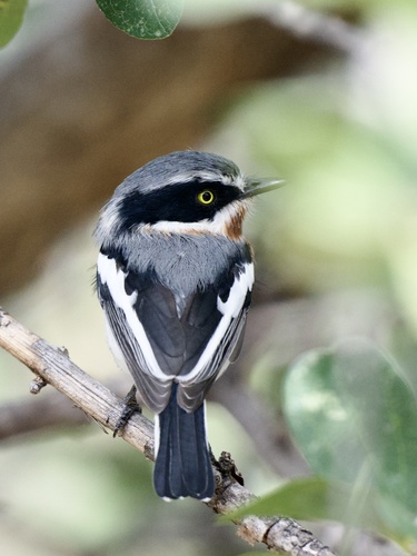Southern Chinspot Batis