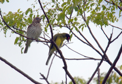 Sphecotheres vieilloti