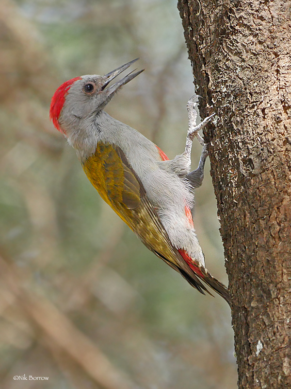 Eastern Grey Woodpecker